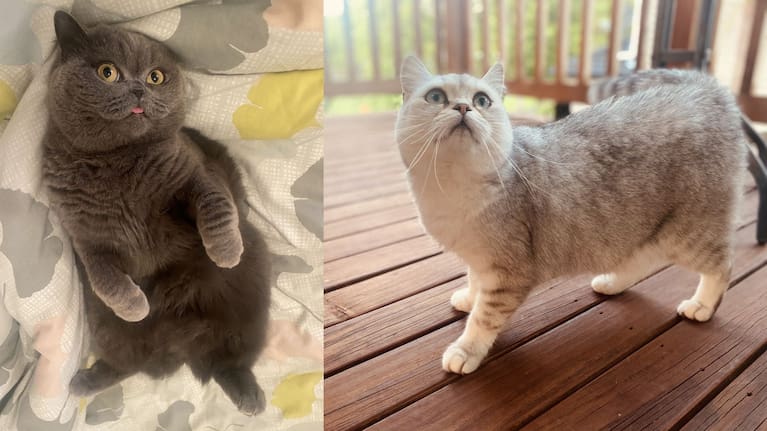 The two cats.