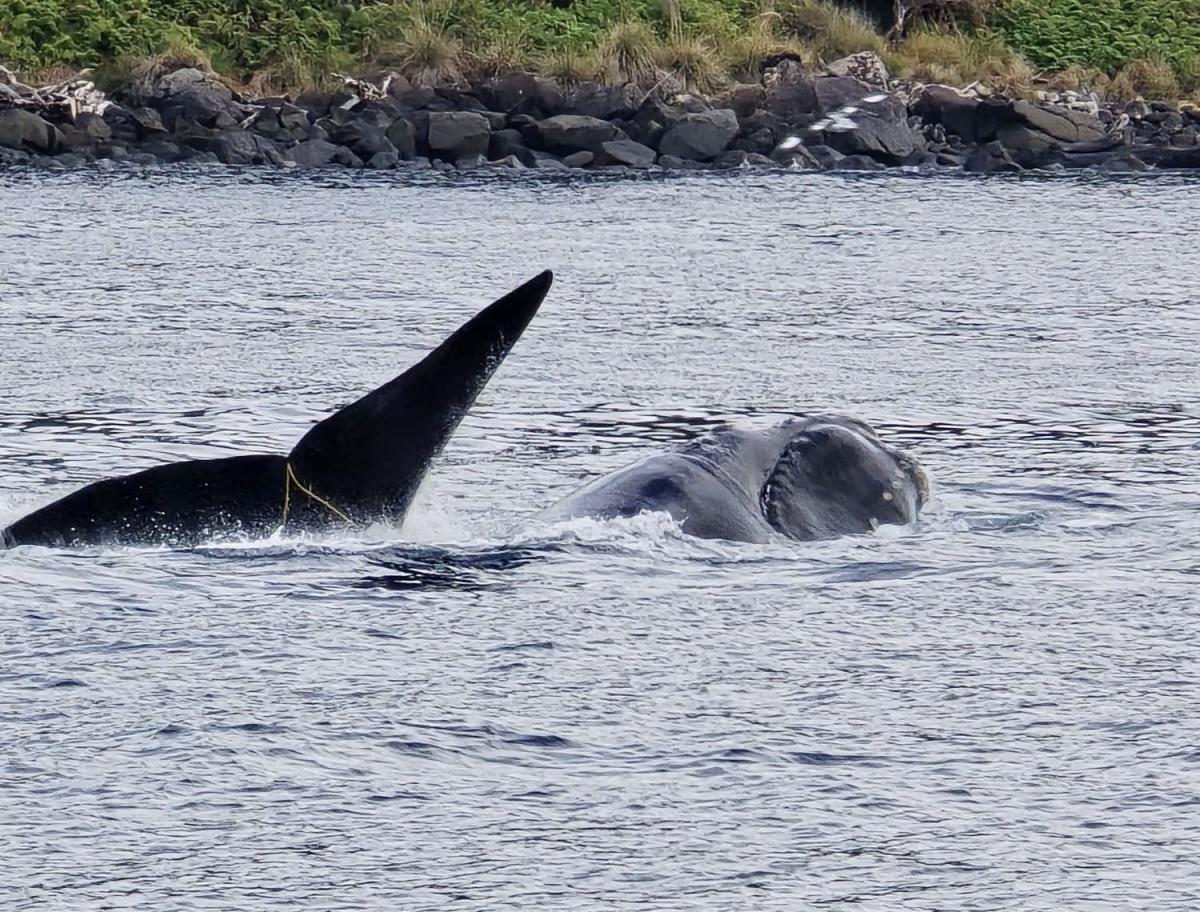 Public asked to help find whale