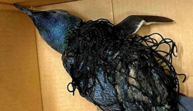 Penguin rescued after becoming tangled in New Plymouth football net