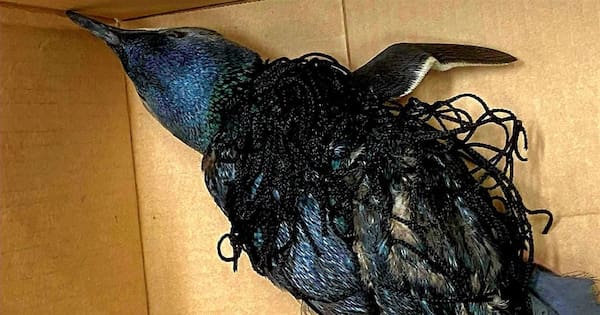 Penguin rescued after becoming tangled in New Plymouth football net