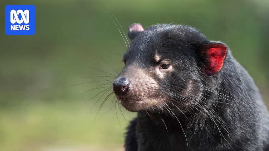Successful cat trapping effort leads to spike in Tasmanian devil population
