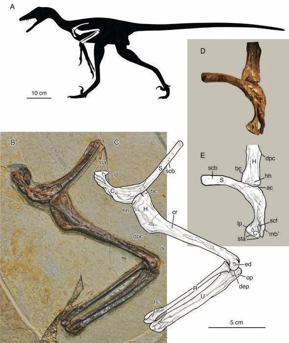 Holotype of Jian changmaensis, gen. et sp. nov. (GSGM-D050), an articulated partial left pectoral girdle (scapulocoracoid) and forelimb (humerus, radius, and ulna). (CREDIT: Annals of Carnegie Museum)