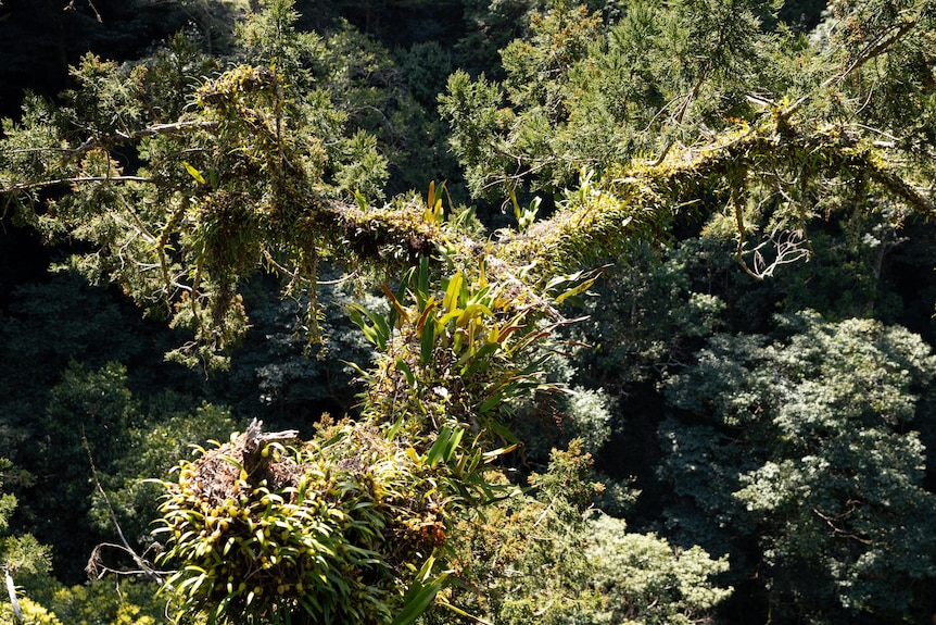 A large tree branch extends into the background, covered in different green plants.