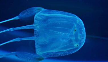 Meet the Killer Jellyfish Named After an ‘Island of Death’