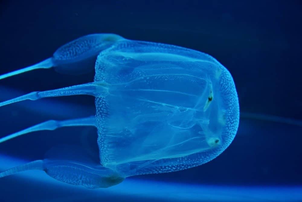 Meet the Killer Jellyfish Named After an ‘Island of Death’