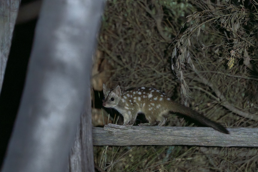 A spotted cat like creature stands on a log looking at the flash of the camera.