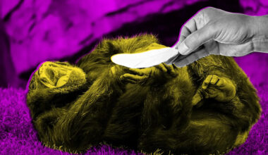 Scientists Publish Extremely Serious Research About Whether Tickling Apes Makes Them Giggle