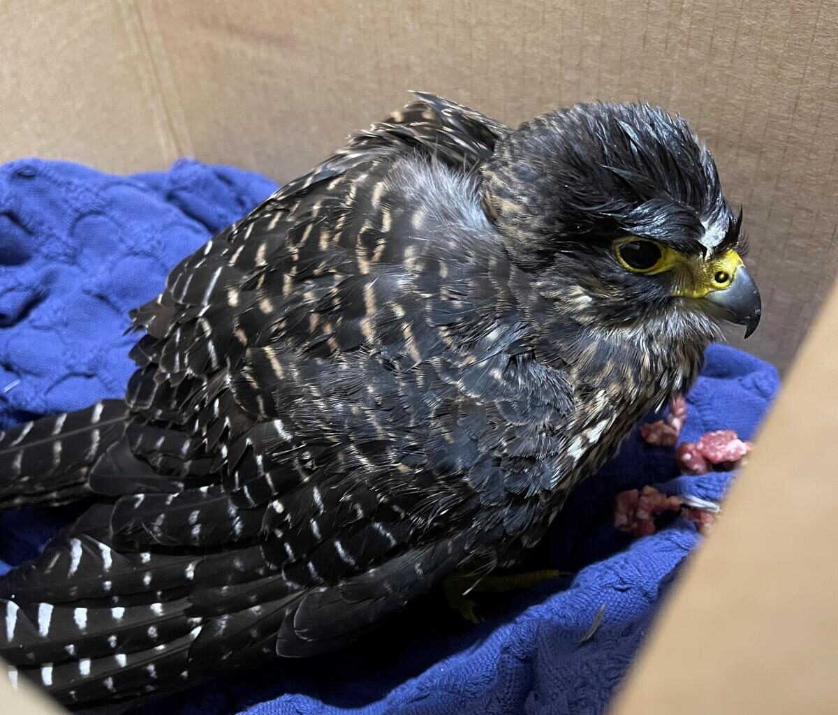 'South Island falcon taxi' ferries injured bird to Dunedin