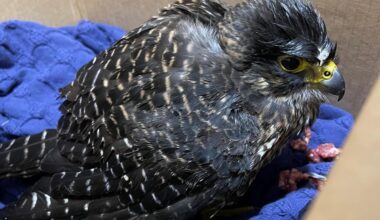 'South Island falcon taxi' ferries injured bird to Dunedin