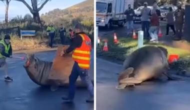 Neil the Seal moved off road by Tasmanian wildlife workers, video sparks debate over treatment
