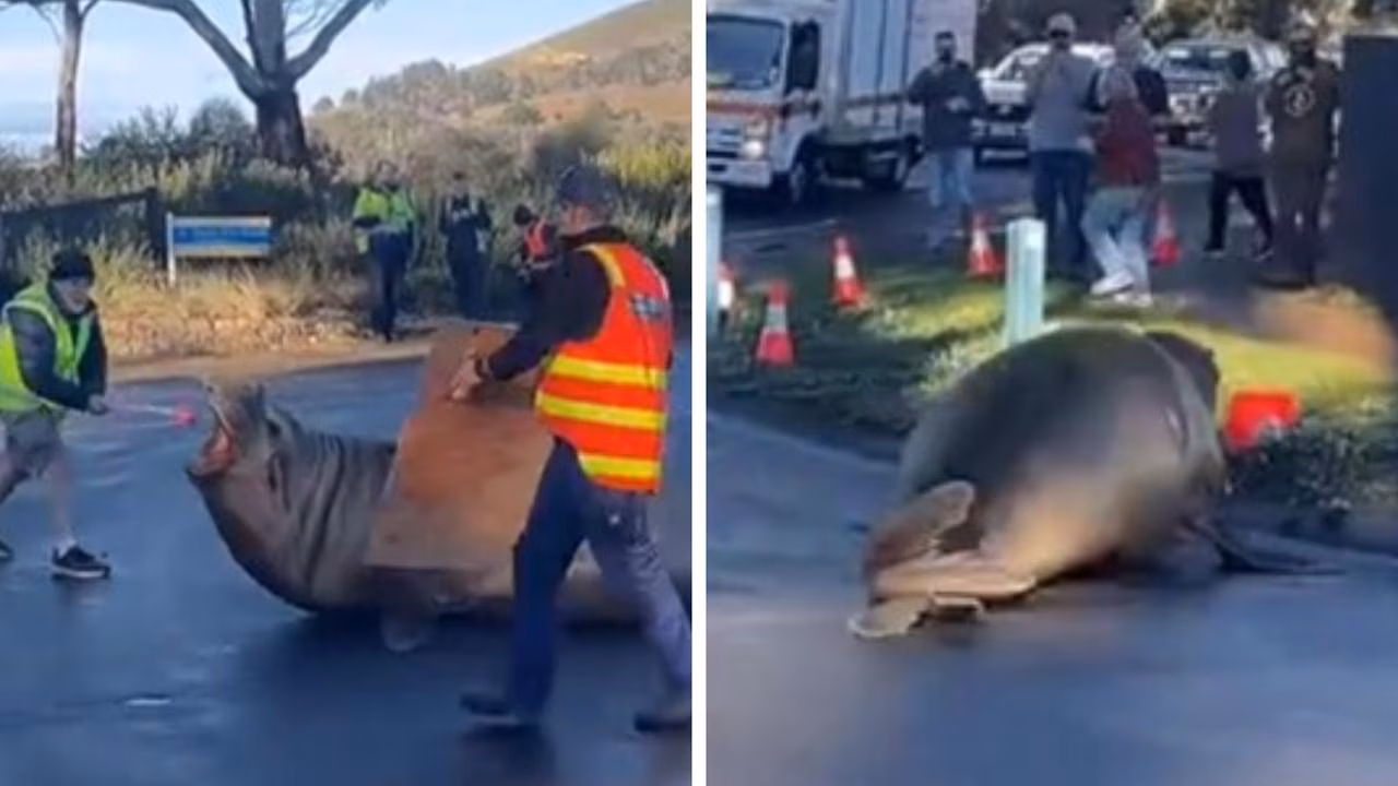 Neil the Seal moved off road by Tasmanian wildlife workers, video sparks debate over treatment