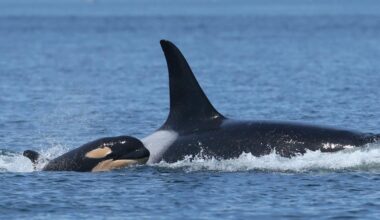 New southern resident orca calf spotted with L pod