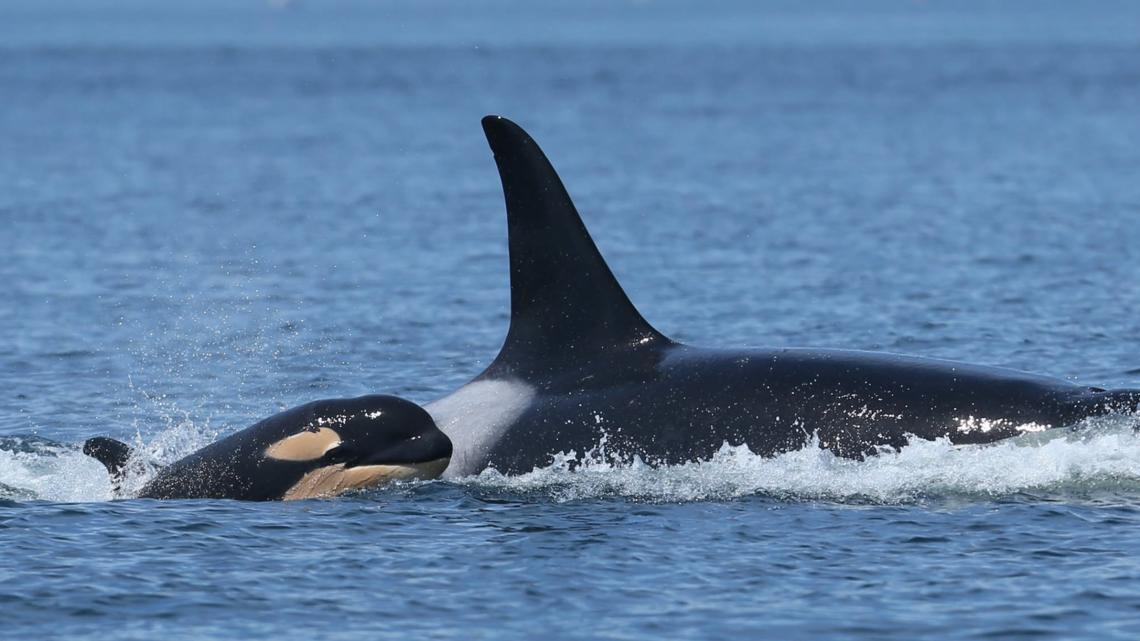 New southern resident orca calf spotted with L pod