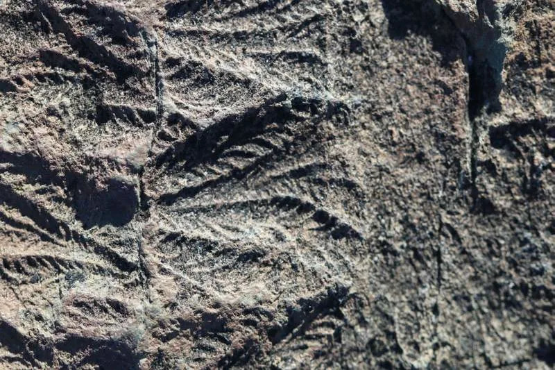 Fossils of Fractofusus, an animal from the Ediacaran period. (CREDIT: Emily Mitchell)