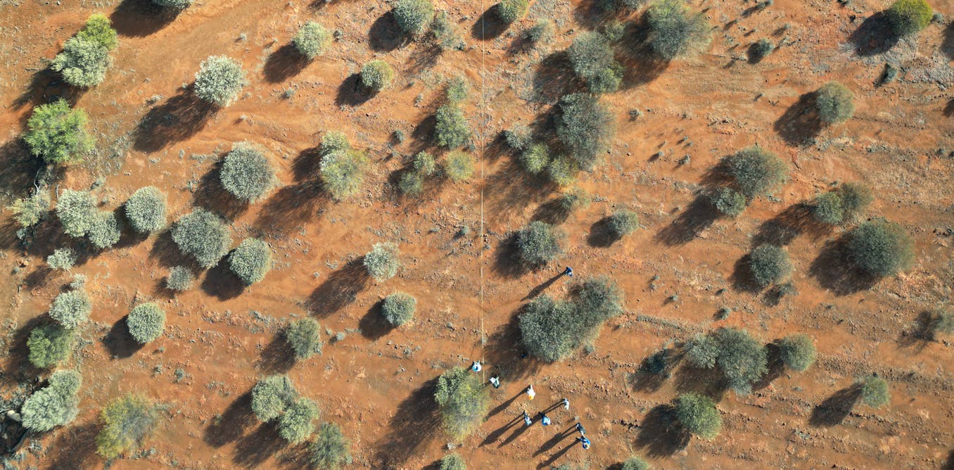 Are Australia’s carbon farming schemes just hot air? Hardly – forests are regrowing almost everywhere