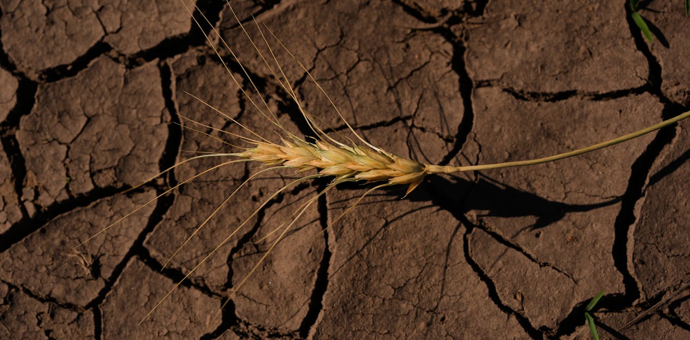 What happens when the world’s breadbaskets start failing simultaneously?
