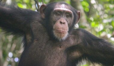 Why do male chimpanzees throw rocks at the same trees for more than a decade? We travelled to remote Guinea-Bissau to find out