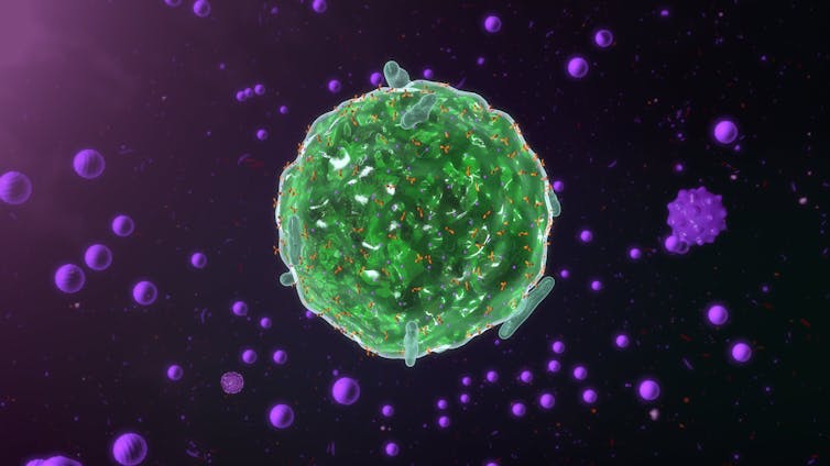 A digital depiction of a mast cell.