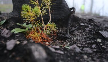 Life after death: From burned trees to bleached corals, how dead organisms live on as the building blocks of new life