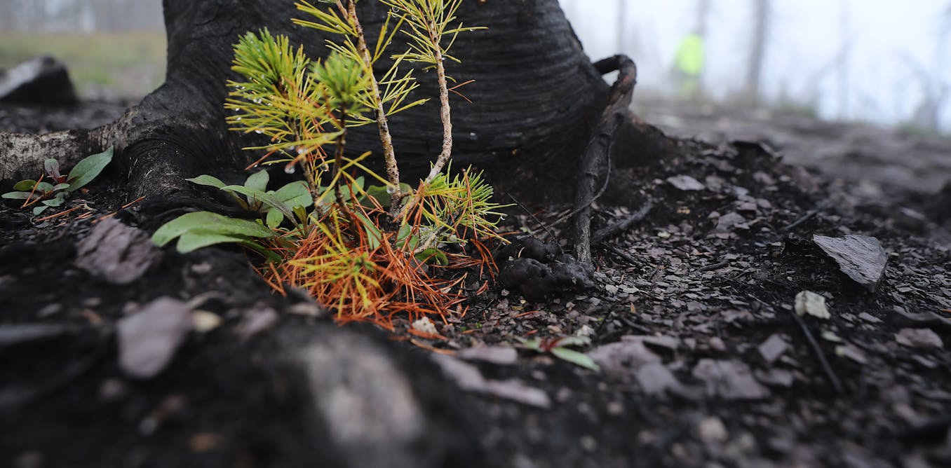 Life after death: From burned trees to bleached corals, how dead organisms live on as the building blocks of new life