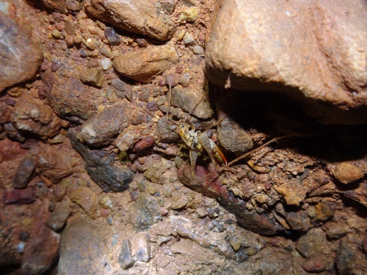 A spindly, ochre-coloured cricket hangs from a rocky cave wall with its legs splayed.