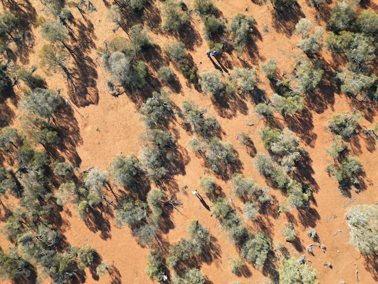 drone shot of dry landscape with trees regrowing. red dirt and space between trees.