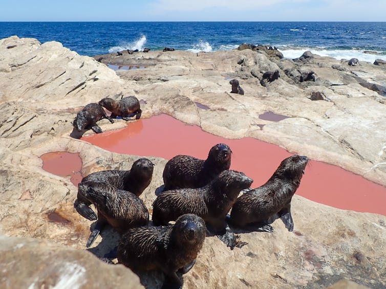 Australian fur seal pups on rocks.
