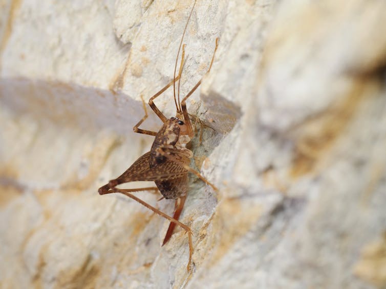 A cave cricket clings to the chalky wall of an abandoned mineshaft.