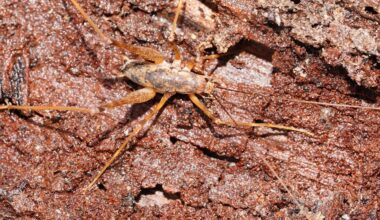 Ever seen a cave cricket? Australia now has three new species of these spindly, spider-like creatures