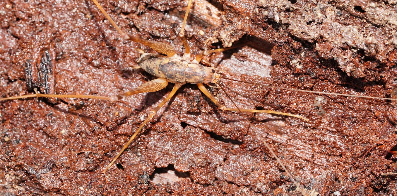 Ever seen a cave cricket? Australia now has three new species of these spindly, spider-like creatures