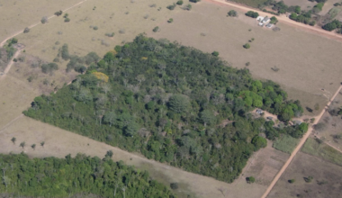 Small forest fragments can protect more birds when the surrounding landscape is more helpful