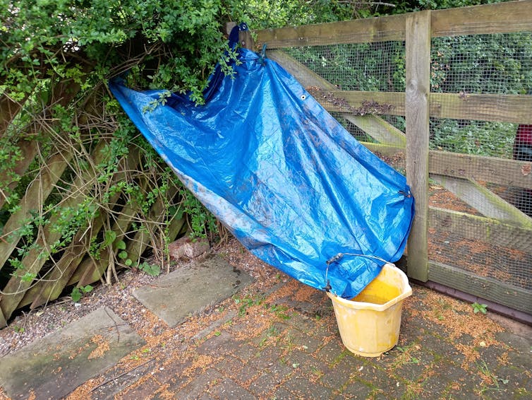 A tarpaulin hanging on a fence, angled to let water flow into a bucket