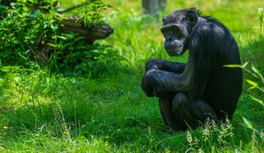 Great apes: what we know about their cognition, cooperation and curiosity after two decades of research