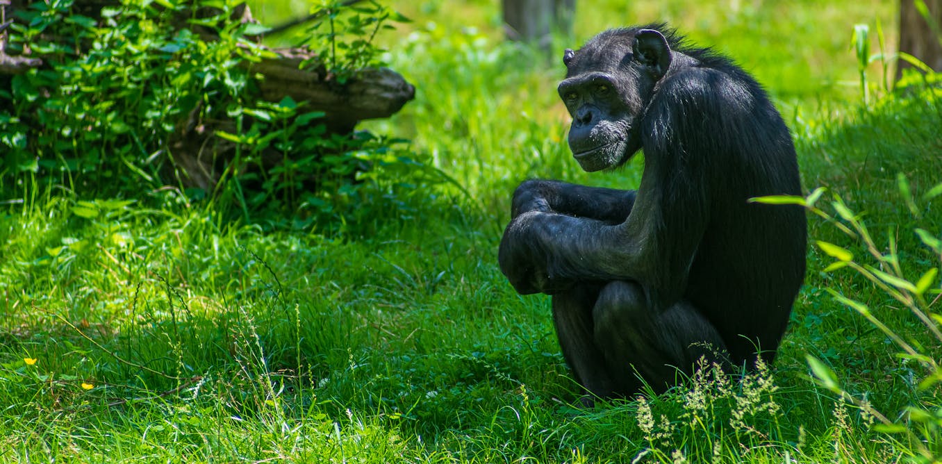 Great apes: what we know about their cognition, cooperation and curiosity after two decades of research