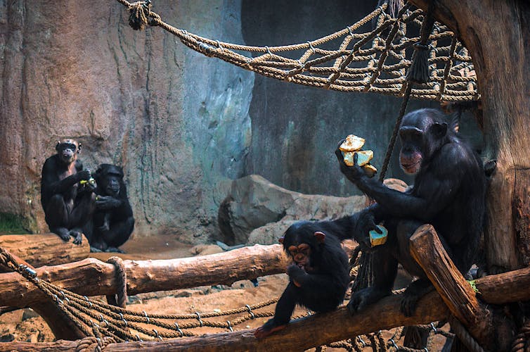 A group of chimpanzees in Leipzig Zoo.