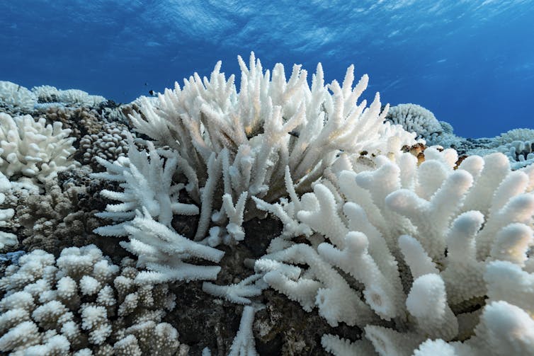 White corals cover a reef.