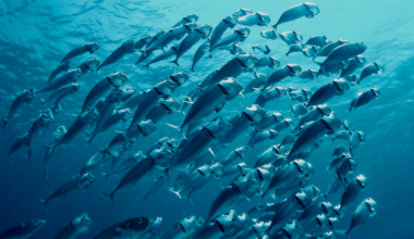 El Niño is back, and ocean temperatures are already near record highs – that can spell disaster for fish and corals