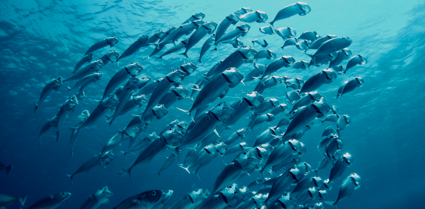 El Niño is back, and ocean temperatures are already near record highs – that can spell disaster for fish and corals