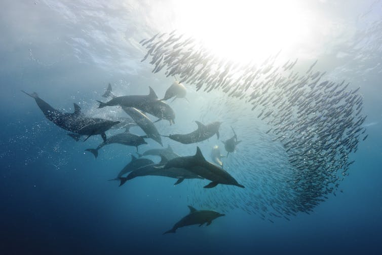 pod of dolphins hunting sardines, shot from below.