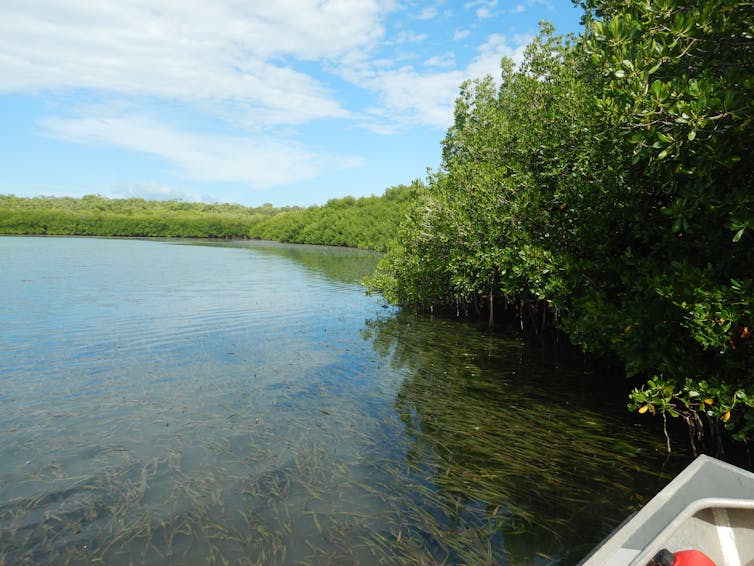 A seagrass meadow viewed from a boat, fringed by mangroves.