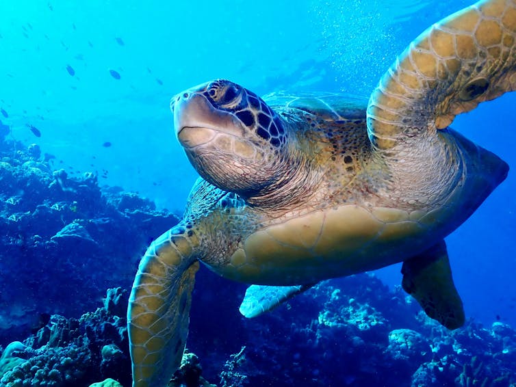 A sea turtle swimming underwater