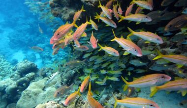 The world agreed to protect 30% of the ocean by 2030 – but marine protection can’t be judged by area alone