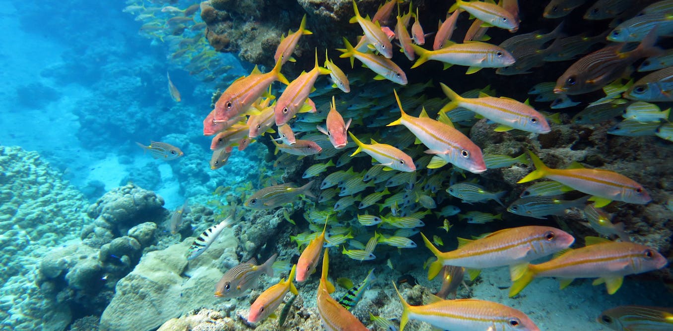 The world agreed to protect 30% of the ocean by 2030 – but marine protection can’t be judged by area alone