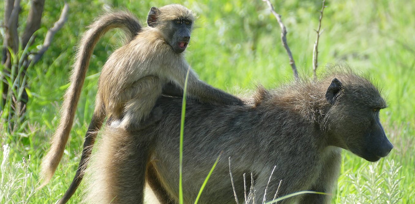 Female baboons keep family bonds strong: research reveals the benefits