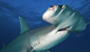 Scientists find antidepressant in the brains of sharks off the coast of Rio de Janeiro