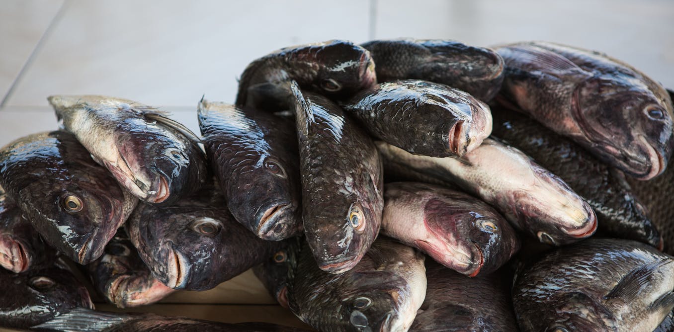 What Kenya’s fish markets tell us about choosing between nutrients and contaminants