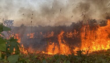 Angola’s long war changed the way farmers used fire – why it matters