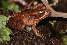 a reddish brown frog