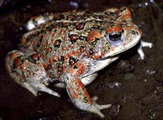 a toad with with white skin and red, orange and dark patterns