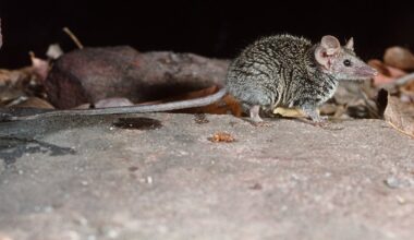We checked 2000 museum specimens and discovered a tiny new ‘ferocious’ Australian mammal